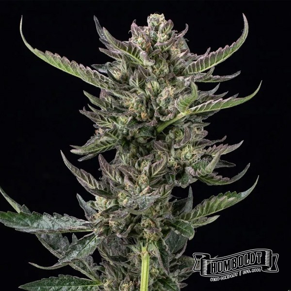 View Notorious THC