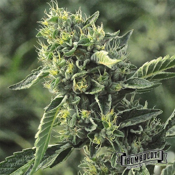 OG Kush Humboldt Seed Company
