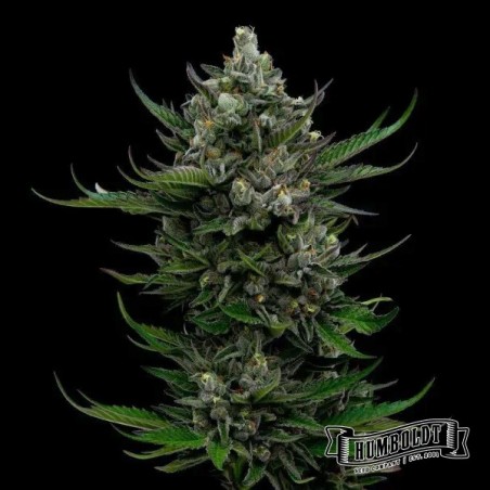 All Gas OG Auto by Humboldt Seed - GB The Green Brand