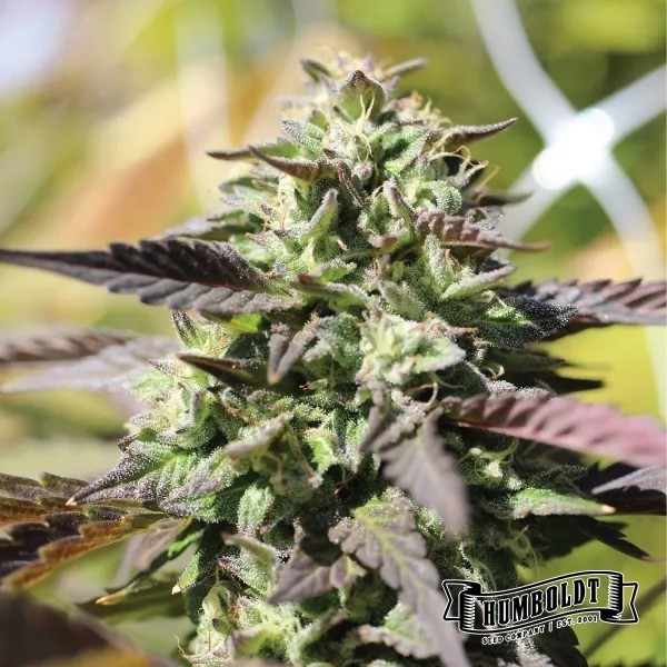 View Chunkadelic Auto