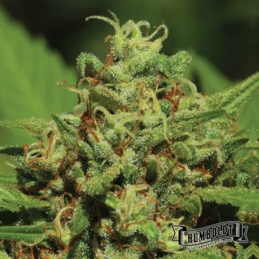 View Emerald Fire OG Auto