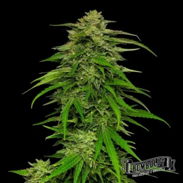 Mango Sherbet Auto