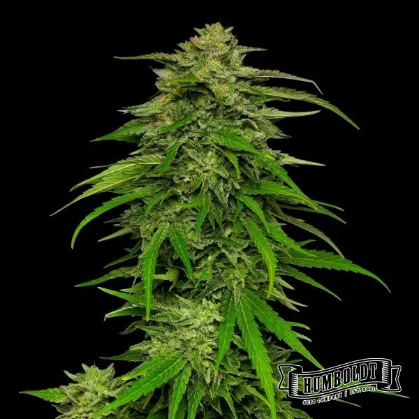 View Mango Sherbert Auto