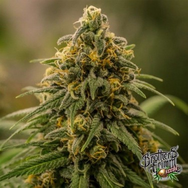 Apollo XX by Brothers Grimm Seeds - GB The Green Brand