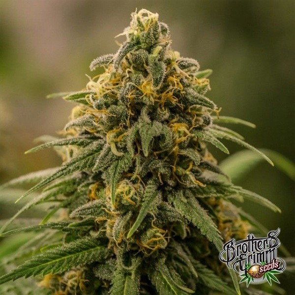 View Apollo XX by Brothers Grimm Seeds - GB The Green Brand