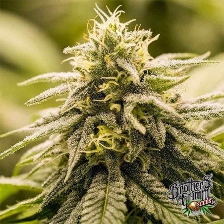 G13 Genius feminized seed, by Brothers Grimm - GB The Green Brand