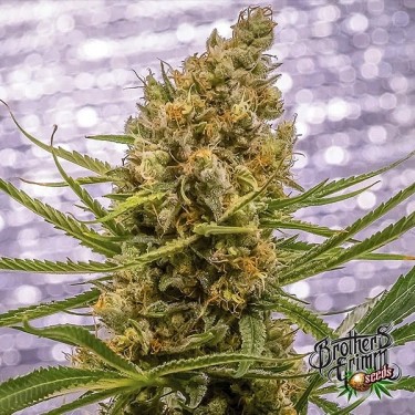 Pineapple XX