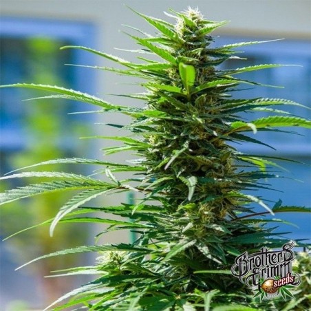 Rosetta Stone XX feminized seeds - GB The Green Brand