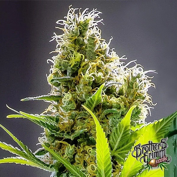 Apollo Haze