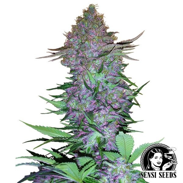 View Purple Skunk Auto by Sensi Seeds - GB