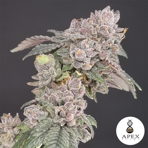 View Biscotti from Apex Seeds - Grow Barato