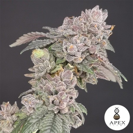 Biscotti from Apex Seeds - Grow Barato