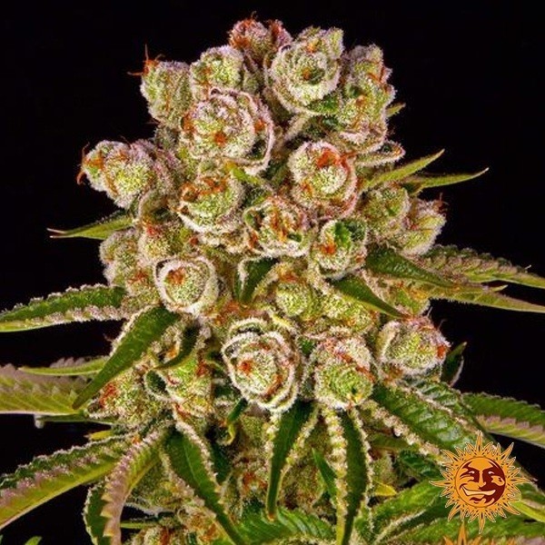 View Kush Mintz