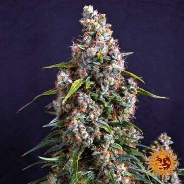 Strawberry Cheesecake