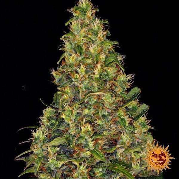 View Amnesia Haze Auto