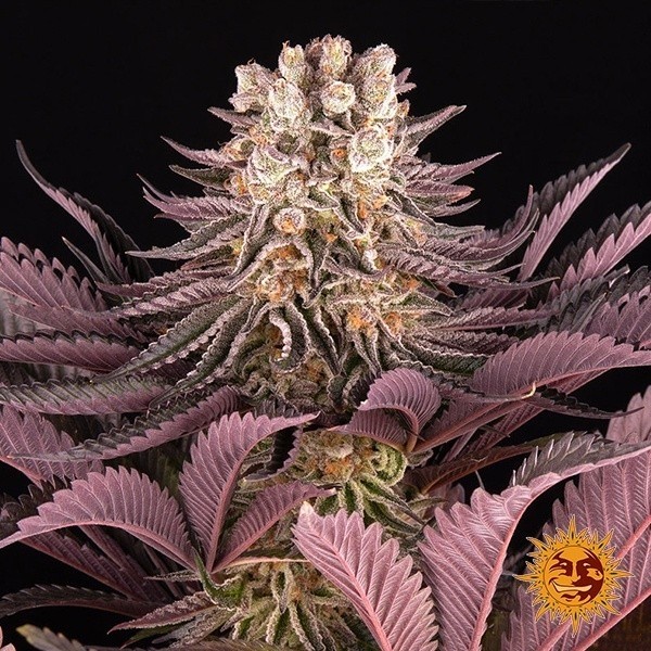 View Mimosa x Orange Punch Auto