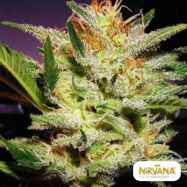 View Amnesia Auto