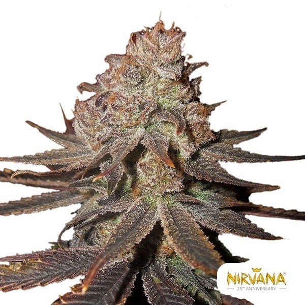 View Blueberry Auto cannabis plant