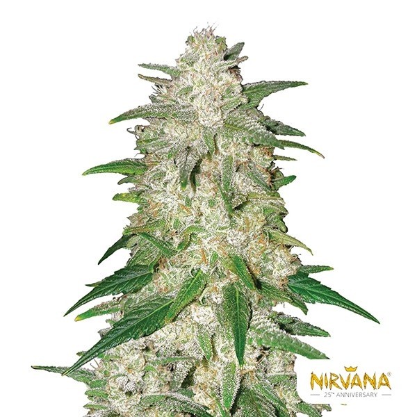 View Gelato Auto