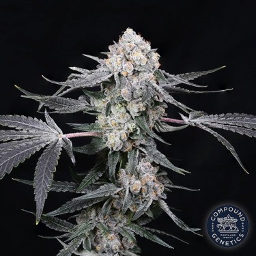 High Society by Compound Genetics - GB The Green Brand