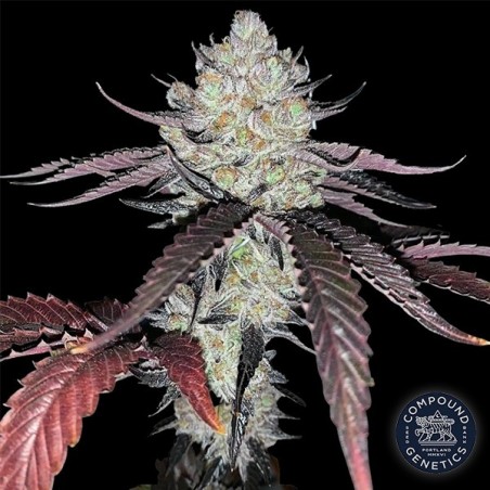 Marshmallow OG by Compound Genetics - GB The Green Brand