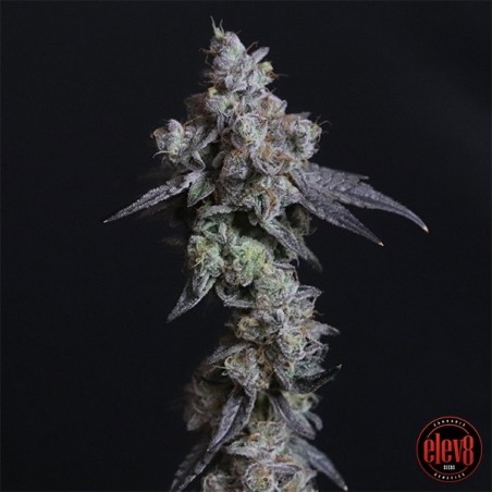 Lady Kush seeds by Elev8 Seeds - GB The Green Brand