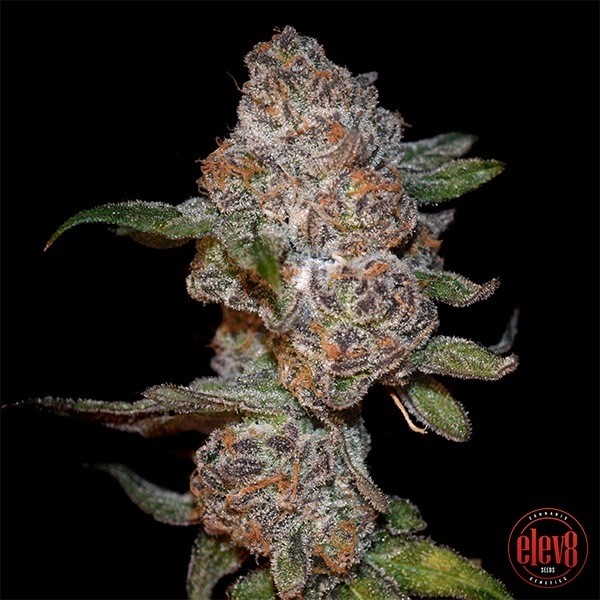 View Punch Drunk Ape by Elev8 Seeds - GB The Green Brand
