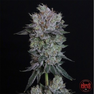 Tiki Tom by Elev8 Seeds - GB The Green Brand