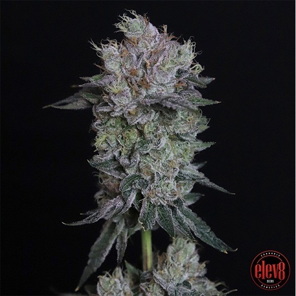 Tiki Tom by Elev8 Seeds - GB The Green Brand