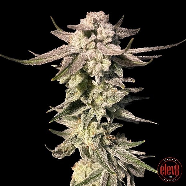 View White Blizzard by Elev8 Seeds - GB The Green Brand