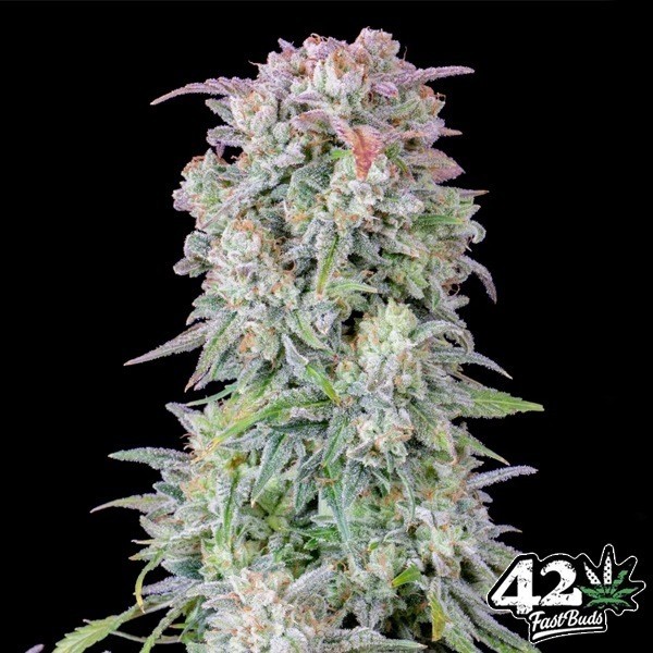 View Buy Afghan Kush Auto - GB The Green Brand