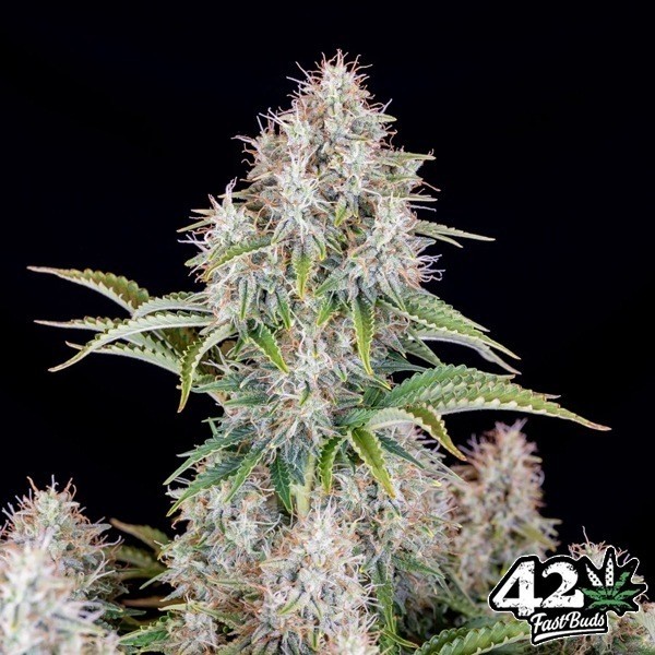 View Cinderella Auto