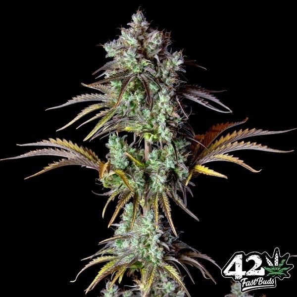 View Big Bud Auto by Fast Buds - Cheap Seeds GB The Green Brand