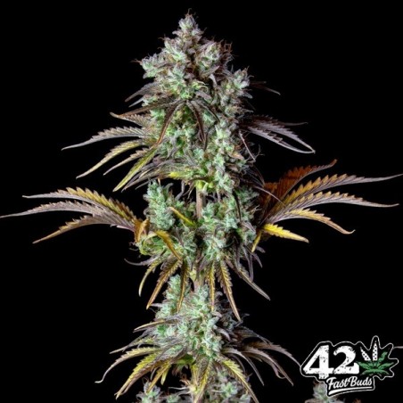 Big Bud Auto by Fast Buds - Cheap Seeds GB The Green Brand