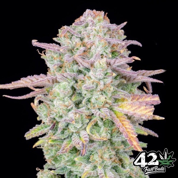 View Trainwreck Auto