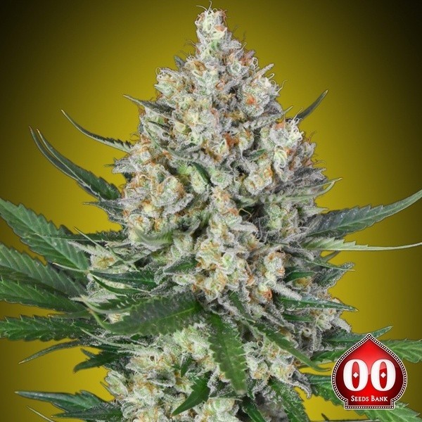 View Lemon OG Cannabis Plant