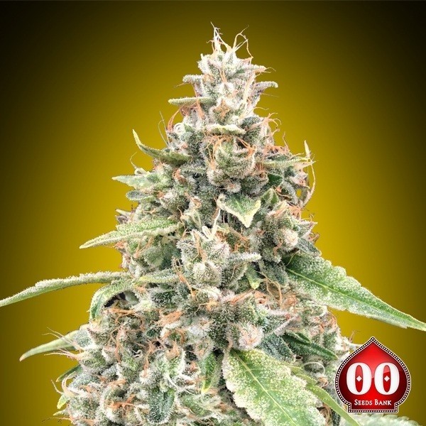 Plante de cannabis Auto Lemon OG de 00 Seeds
