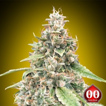 Plante de cannabis Auto Lemon OG de 00 Seeds