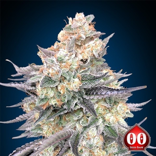 View Blue Dream by 00 Seeds - Cheap seeds in GB The Green Brand