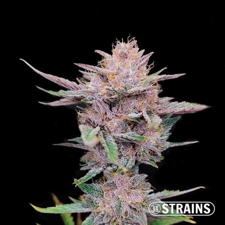 Tropicanna Cookies Ultra Fast by GB Strains - GB The Green Brand