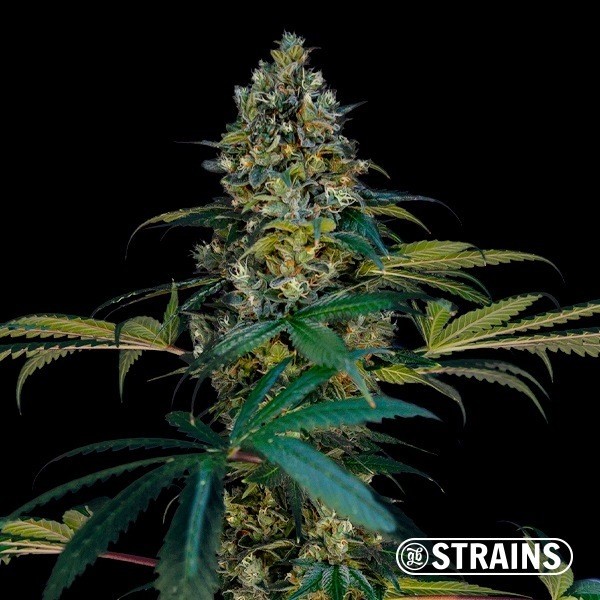 View Miracle Alien Cookies Ultra Fast - Growbarato