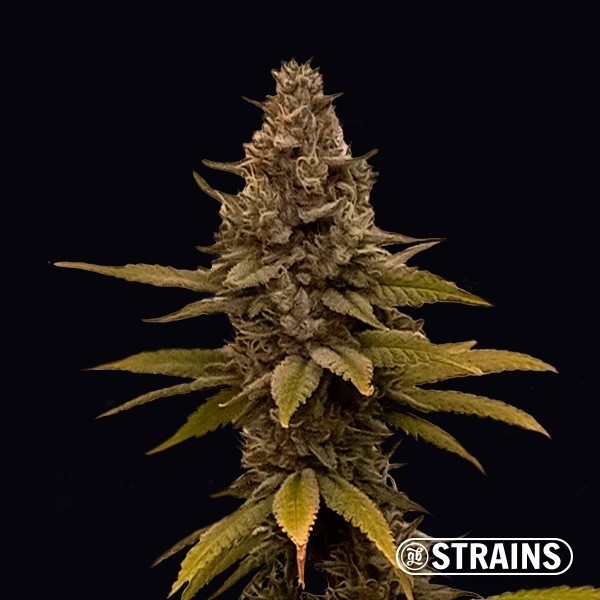 View MAC&RENA Sorbet by GB Strains - GB The Green Brand