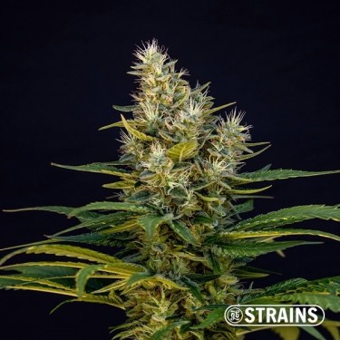 White Mil-k Limited Edition by GB Strains - GB The Green Brand
