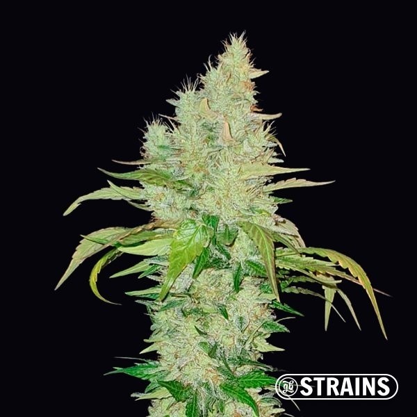 View Ice Cream Cake by GB Strains - Grow Barato