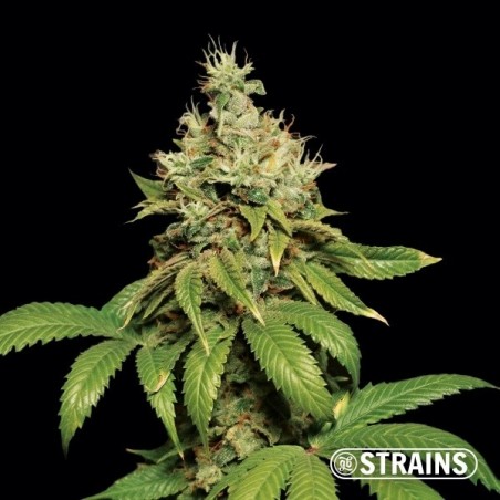 Buy Banana Waffelz by GB Strains - GB