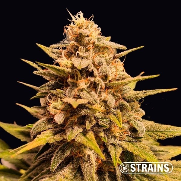 View Apple Fritter by GB Strains -Grow Barato