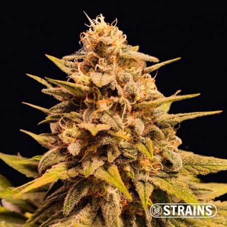 Apple Fritter by GB Strains -Grow Barato