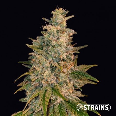 New Glue by GB Strains Feminized Seed - GB