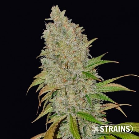 Blue Cheese CBD by GB Strains - GB