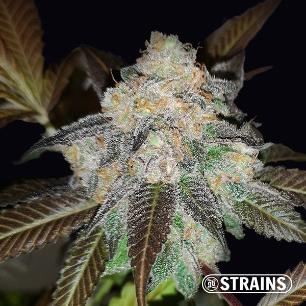 View Harlequin CBD is a feminized seed - GB